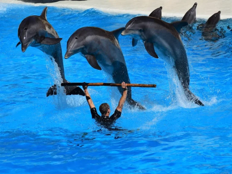 Bottlenose dolphin making a high jump during the live dolphin show at Sealanya Dolphinpark near Side, Manavgat, Antalya