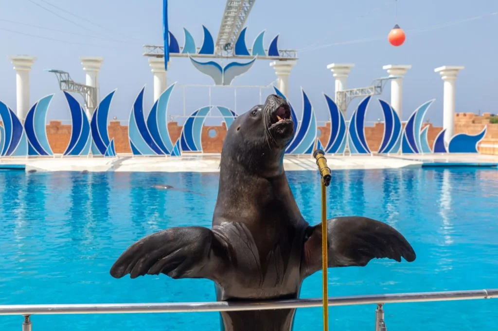 Sea lion performing a ball trick during the marine show at Sealanya Dolphinpark in Türkler near Manavgat, Antalya
