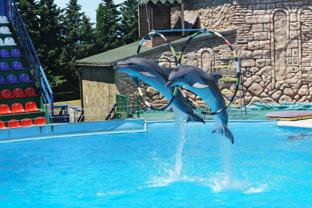 Two bottlenose dolphins performing synchronized jumps during a live dolphin show near Side, Manavgat, Antalya